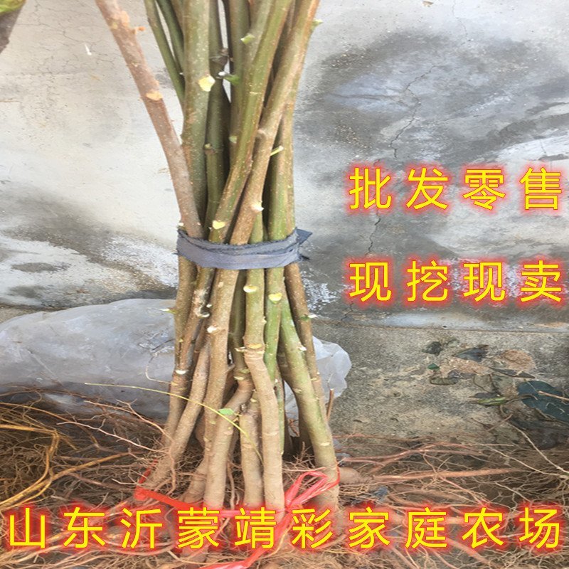 红油香椿树苗香椿苗食用香椿树苗南北方种植香椿苗香椿芽