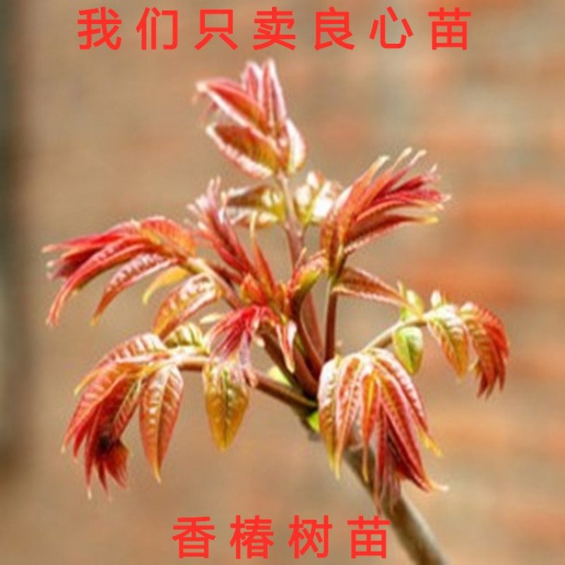 绿油香椿苗香椿芽苗南北方种植香椿树苗红油绿油香椿苗