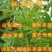 绿油香椿苗香椿芽苗南北方种植香椿树苗红油绿油香椿苗