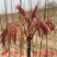绿油香椿苗香椿芽苗南北方种植香椿树苗红油绿油香椿苗