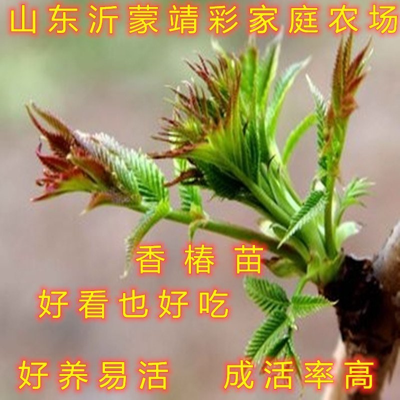 绿油香椿苗香椿芽苗南北方种植香椿树苗红油绿油香椿苗