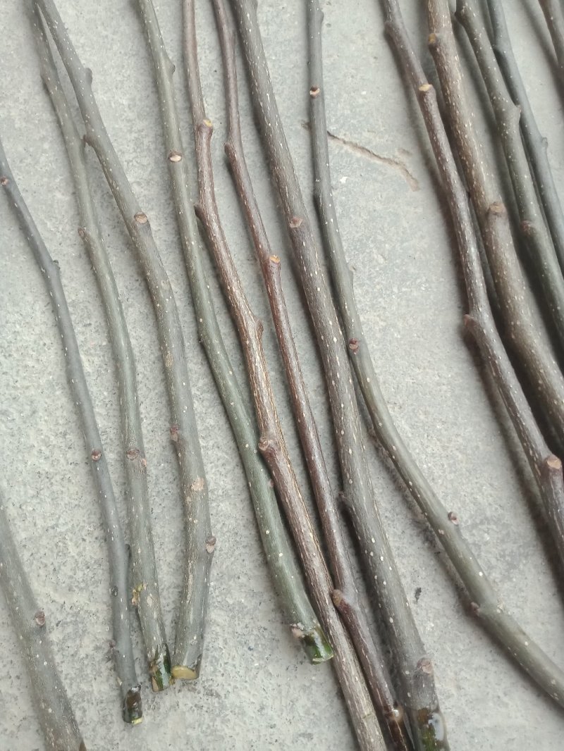 【精品】产地直供无刺花椒嫁接枝条(接穗)量大从优
