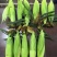 嘉甜糯13鲜食糯玉米种子甜糯比例1:3口感好