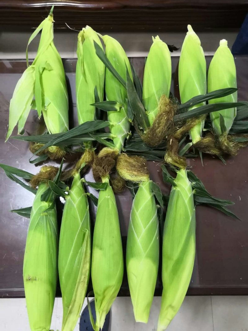 嘉甜糯13鲜食糯玉米种子甜糯比例1：3口感好