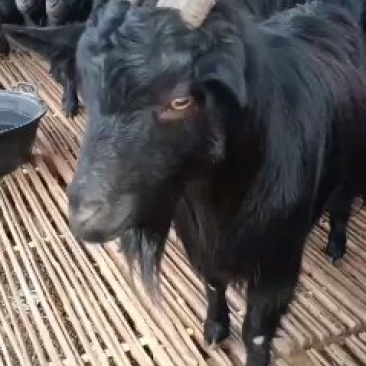 育肥黑山羊公母都有欢迎选购