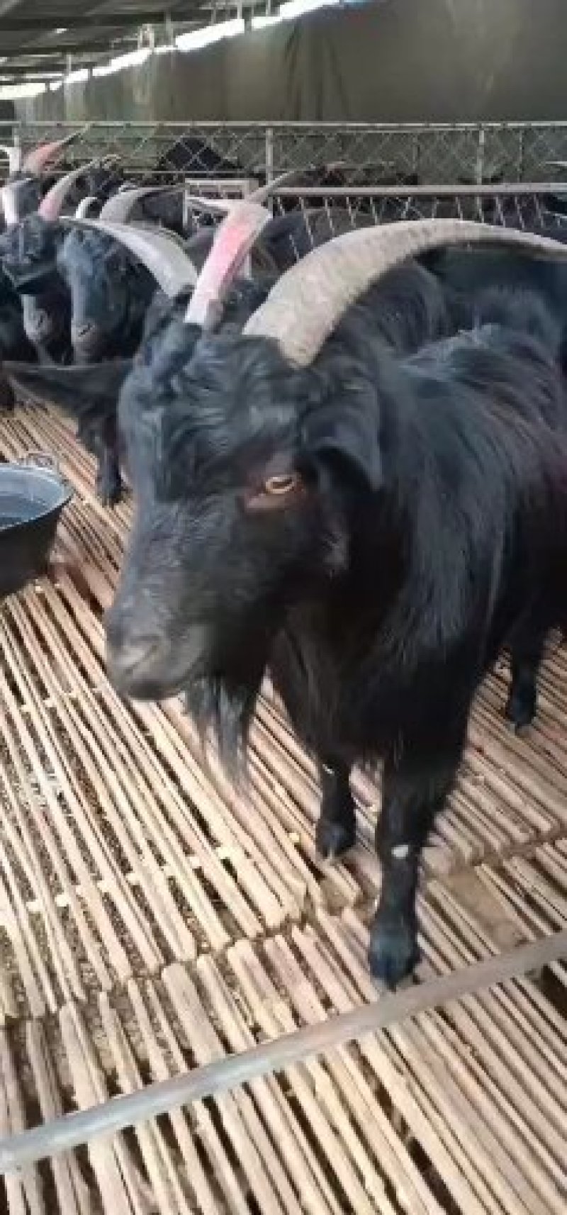 育肥黑山羊公母都有欢迎选购