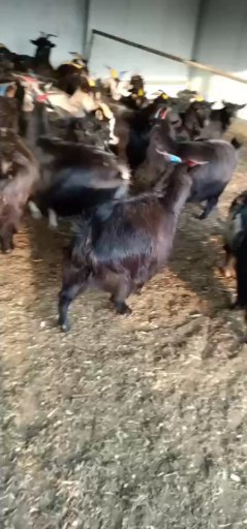 育肥黑山羊公母都有欢迎选购