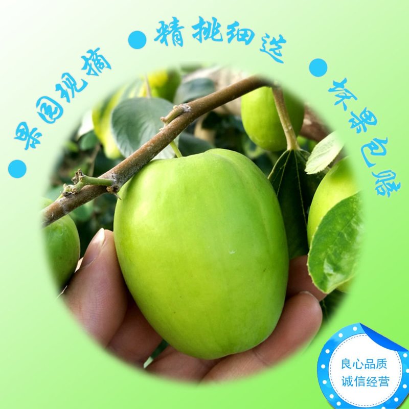 奶香甜牛奶枣一件代发精品精选果