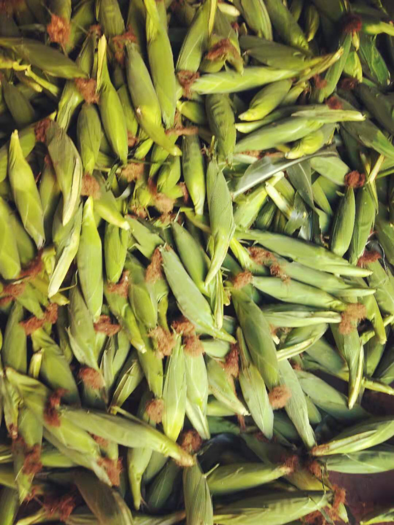 元谋优质鲜食玉米（口感极佳）