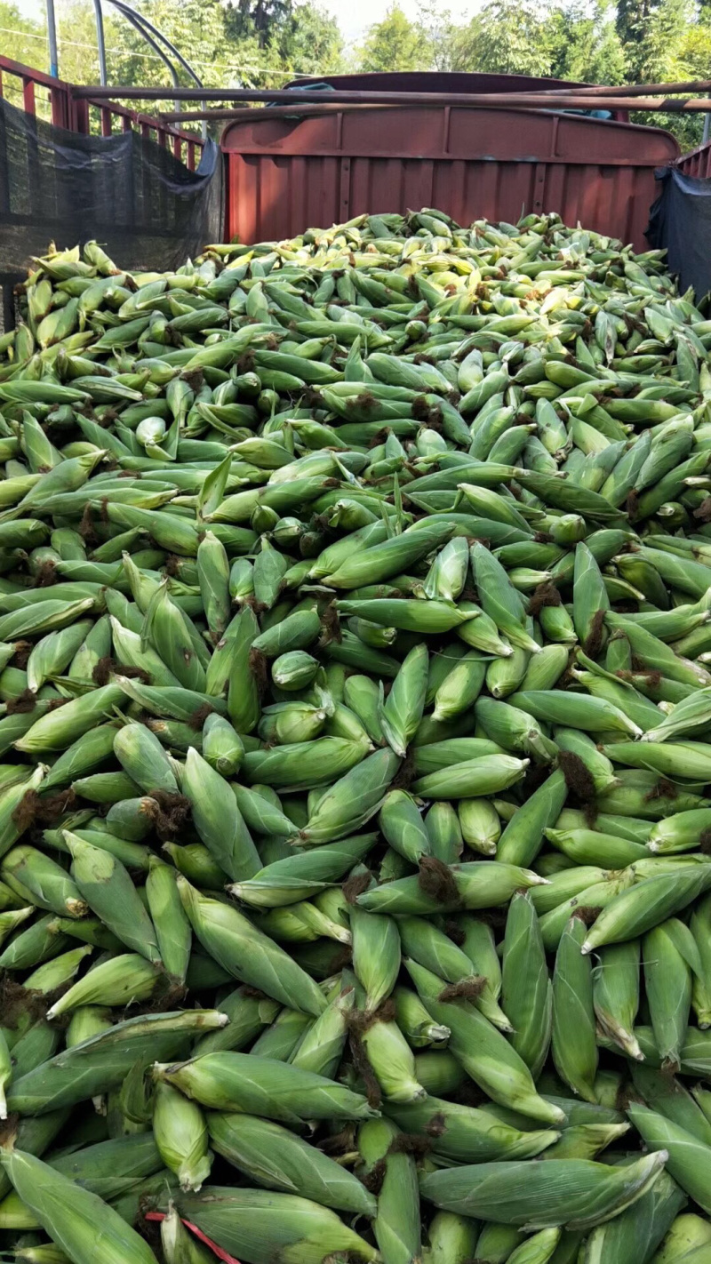 元谋优质鲜食玉米（口感极佳）
