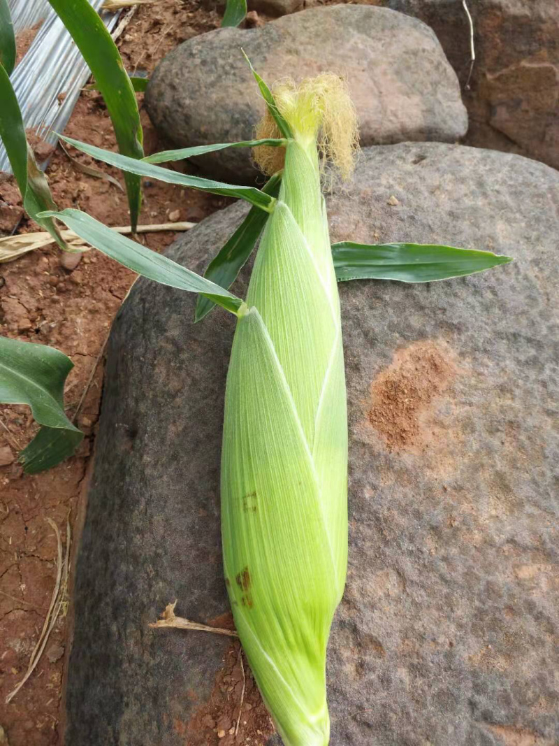 元谋优质鲜食玉米（口感极佳）