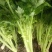 安徽芹菜大量上市了品种多西芹玻璃脆香芹可供选择产地可发货