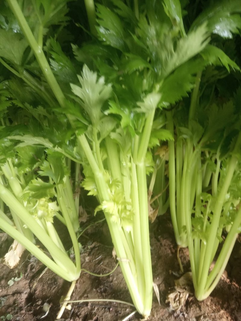 安徽芹菜大量上市了品种多西芹玻璃脆香芹可供选择产地可发货