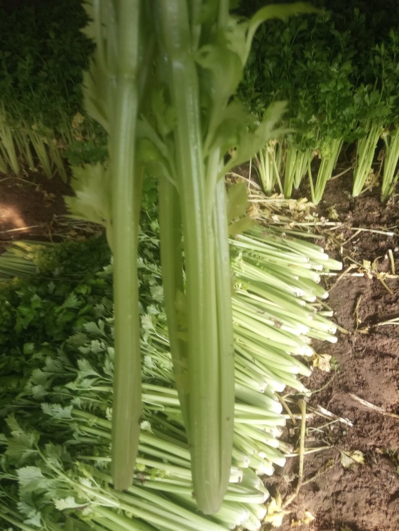 安徽芹菜大量上市了品种多西芹玻璃脆香芹可供选择产地可发货
