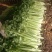 安徽芹菜大量上市了品种多西芹玻璃脆香芹可供选择产地可发货