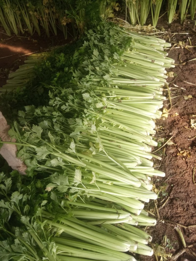 安徽芹菜大量上市了品种多西芹玻璃脆香芹可供选择产地可发货