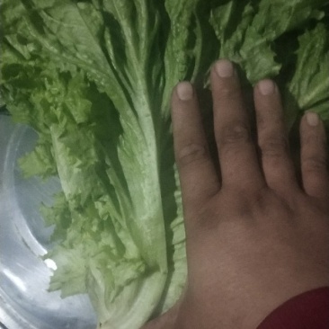 生菜