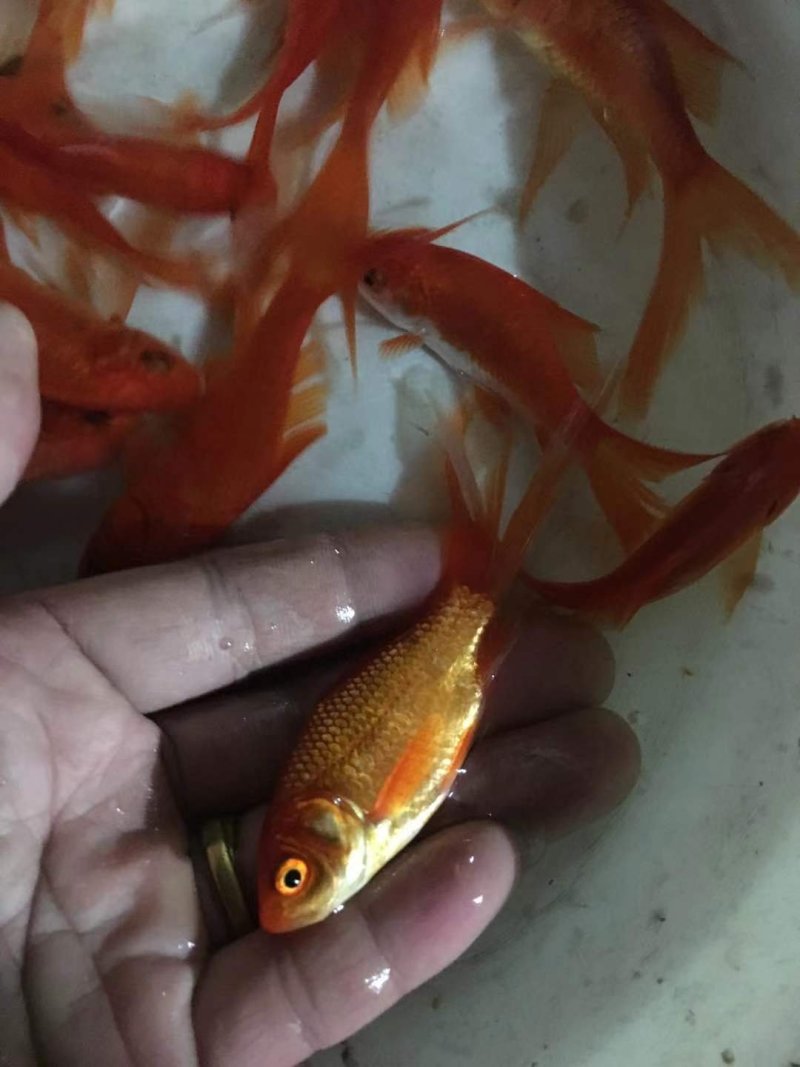 武昌鱼苗三角鲂，团头鲂，边鱼苗，大量现货出售