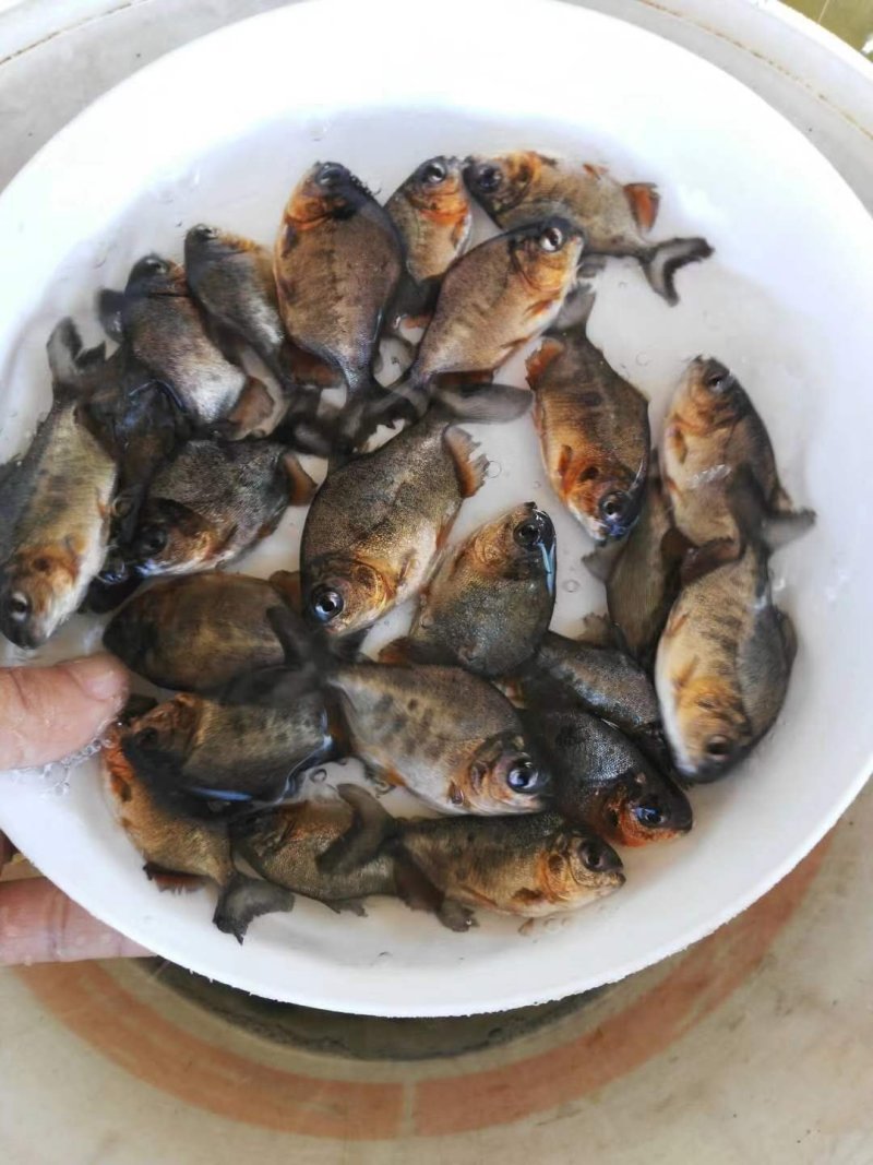 武昌鱼苗三角鲂，团头鲂，边鱼苗，大量现货出售