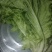 生菜