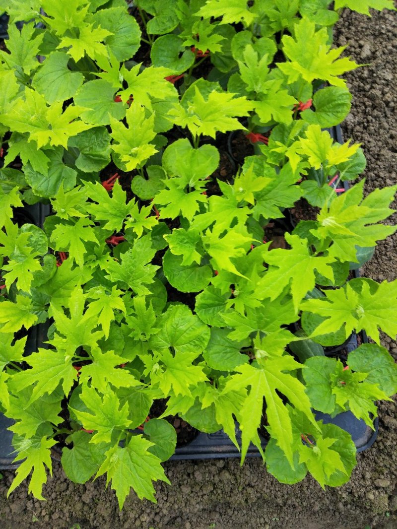 苦瓜上市有实力商超市订单！电商包装箱，欢迎订购。
