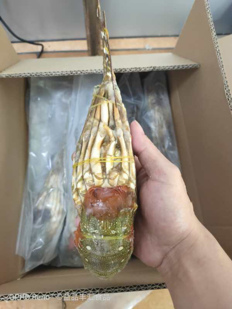 小青龙