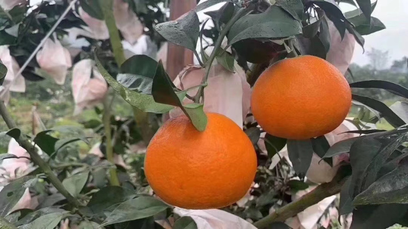 爱媛果冻橙四川眉山丹棱薄皮多汁原产地现摘直供