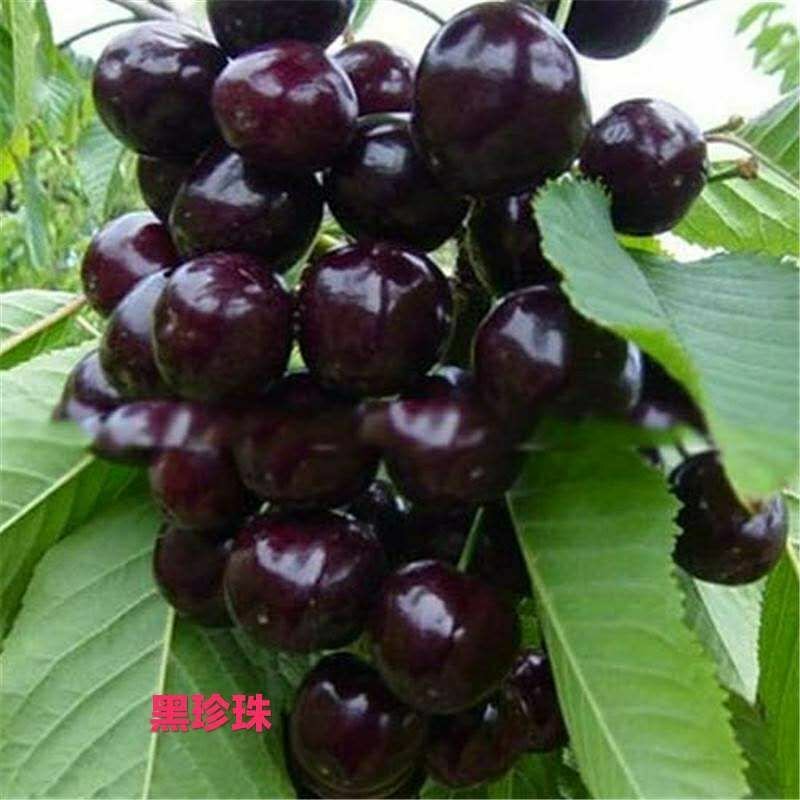 车厘子，美早，俄8，乌克兰，黑珍珠，樱桃品种齐全，品种保