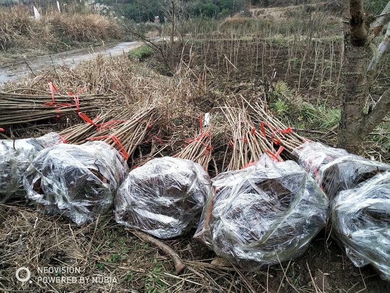 车厘子，美早，俄8，乌克兰，黑珍珠，樱桃品种齐全，品种保