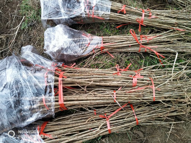 车厘子，美早，俄8，乌克兰，黑珍珠，樱桃品种齐全，品种保