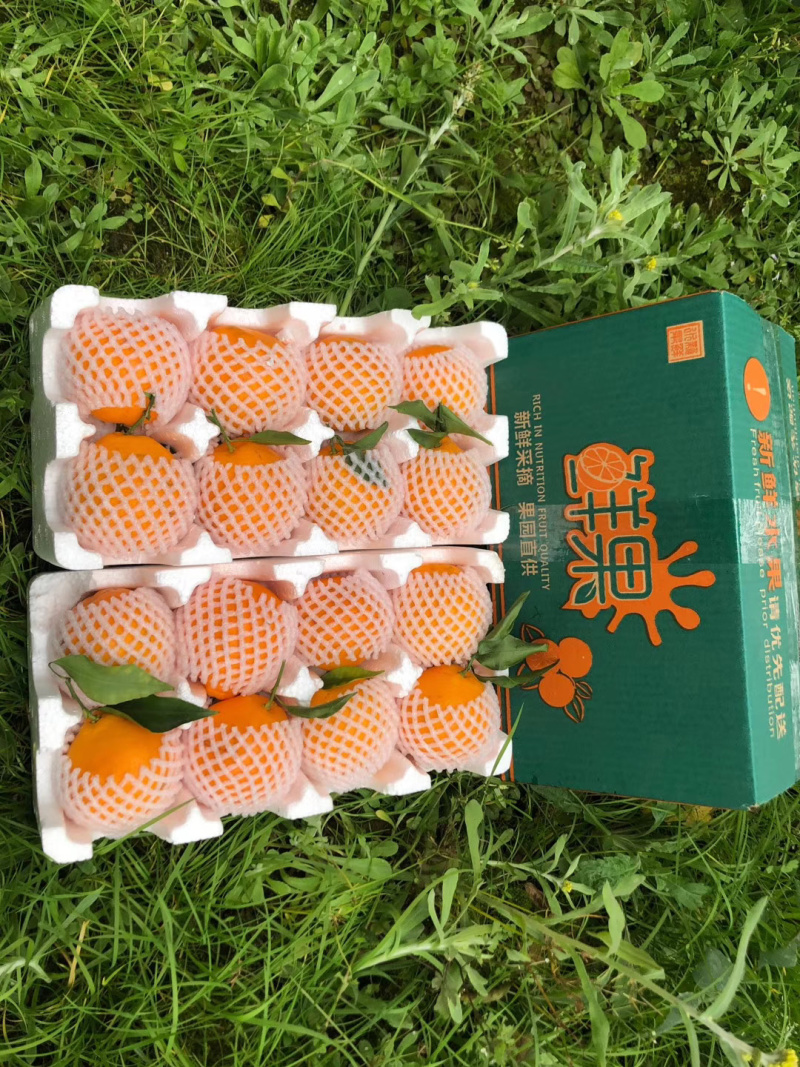 爱媛果冻橙四川眉山丹棱薄皮多汁原产地现摘直供