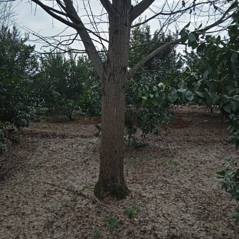 银杏树