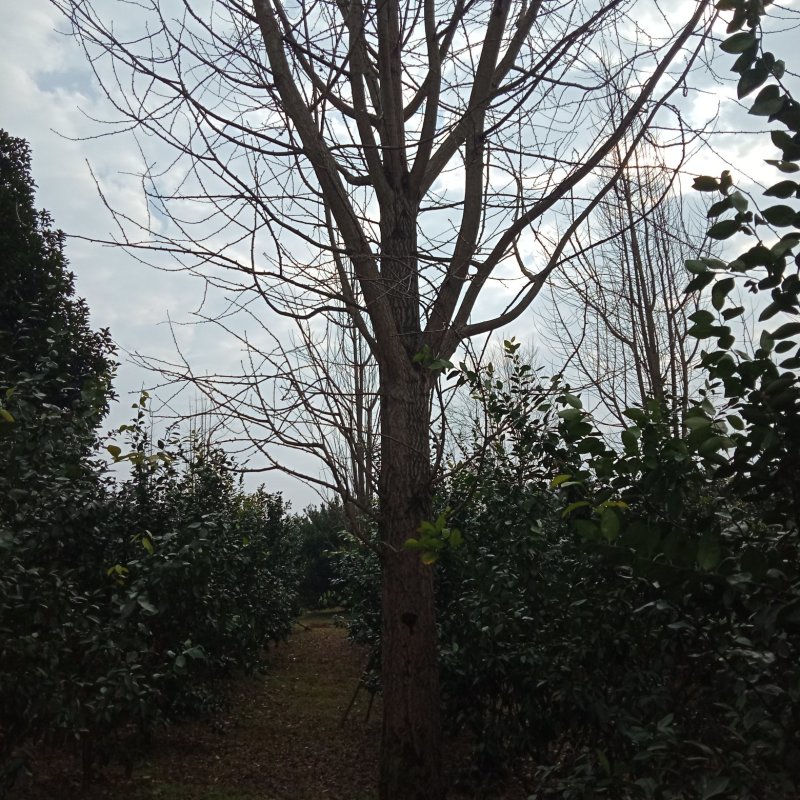 银杏树