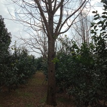 银杏树