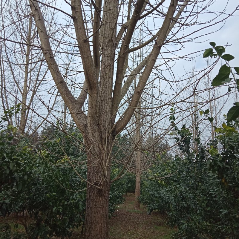 银杏树
