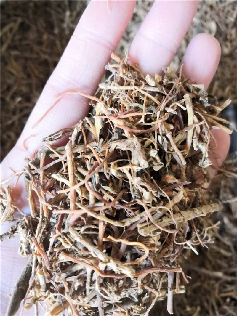 常年批发代购各种南龙胆草，