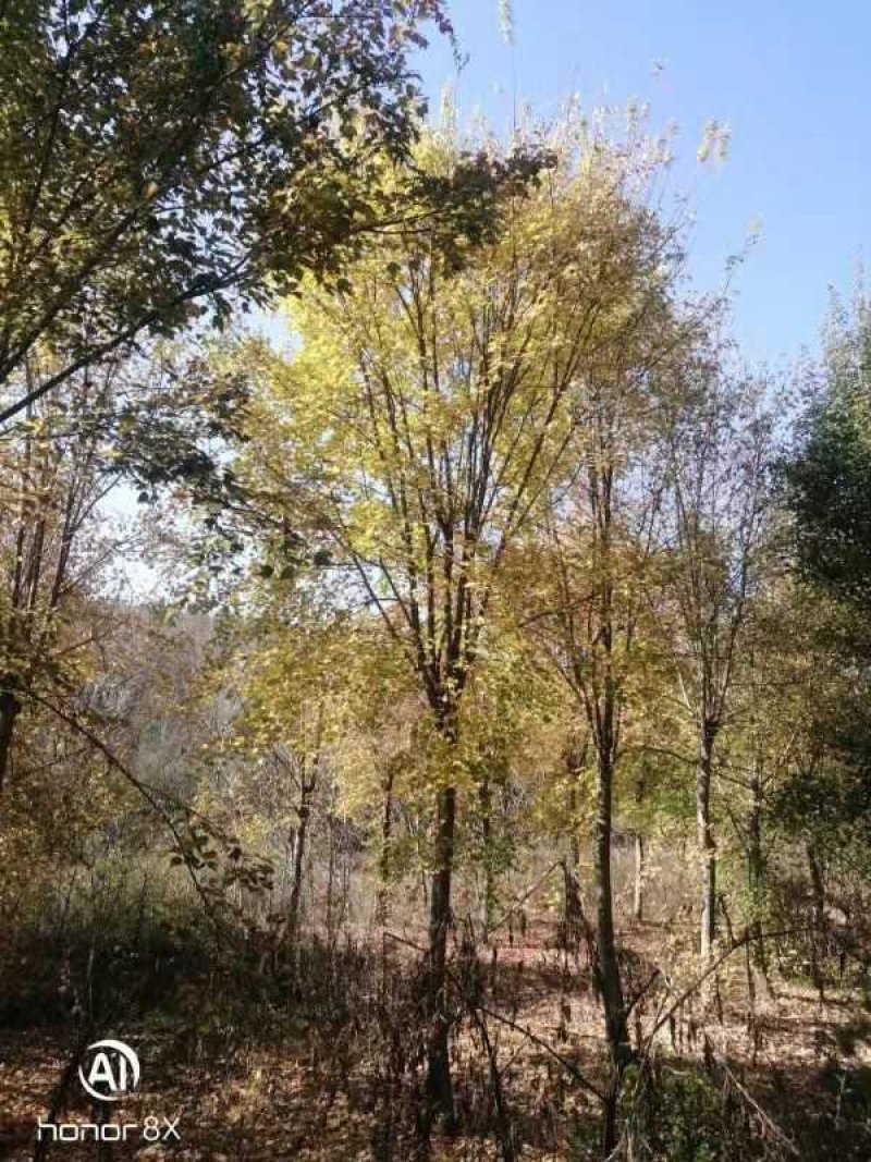 三角枫10-25大量现货