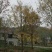 三角枫10-25大量现货