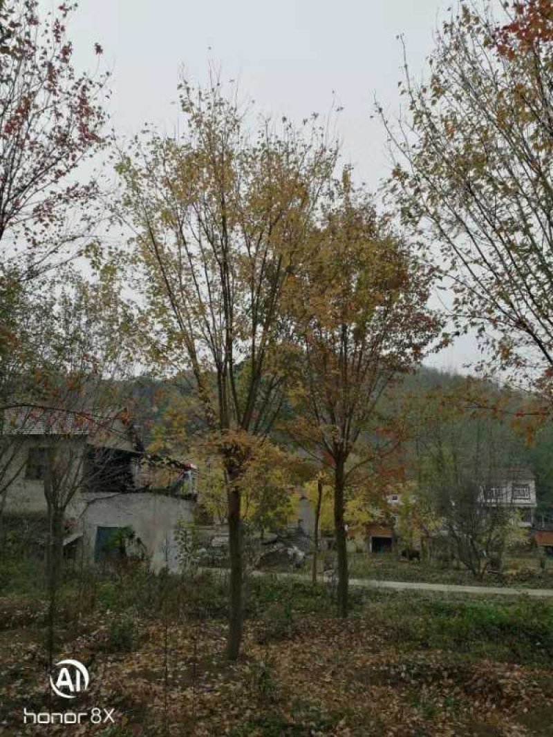 三角枫10-25大量现货
