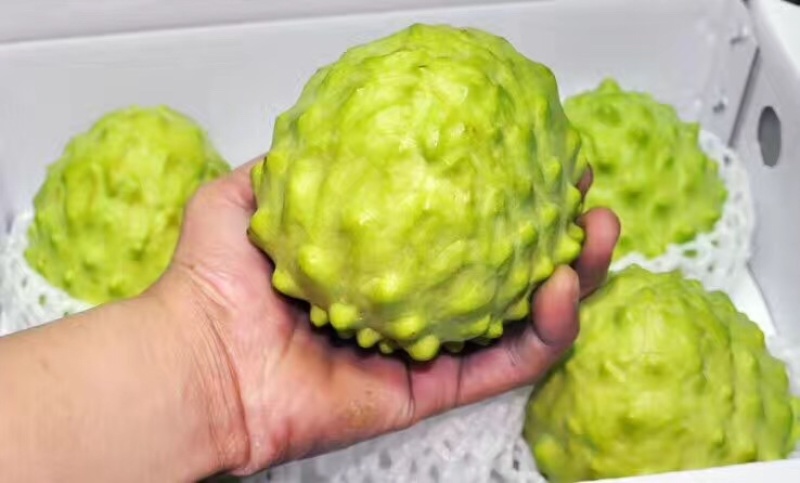 嫁接台湾释迦果苗凤梨释迦树苗番荔枝树