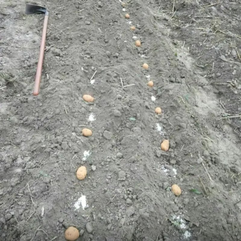 适合四季种植脱毒原种！产量高、抗病强！免费提供种植技术