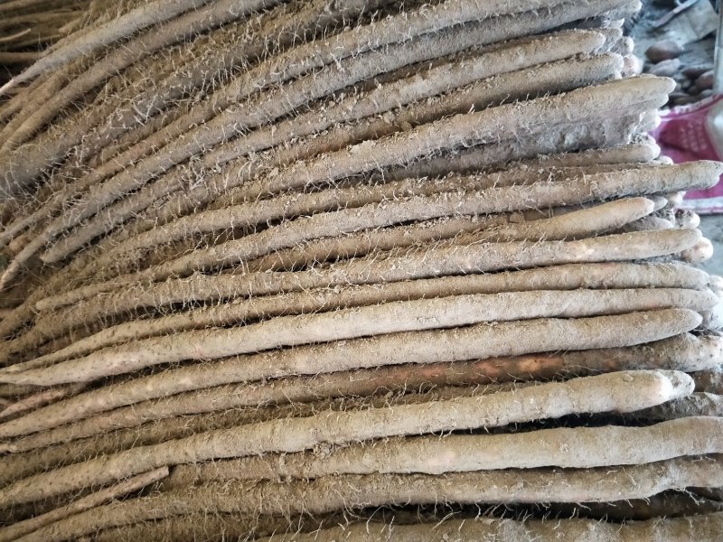 麻山药，双棒，紫药，棒药，一路，二路，全都现货，地头装货