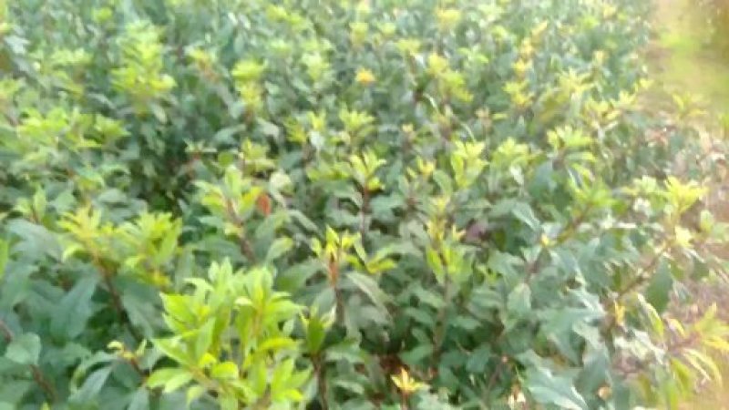 蜂糖李苗蜂糖李广西桂林蜂糖李苗包邮