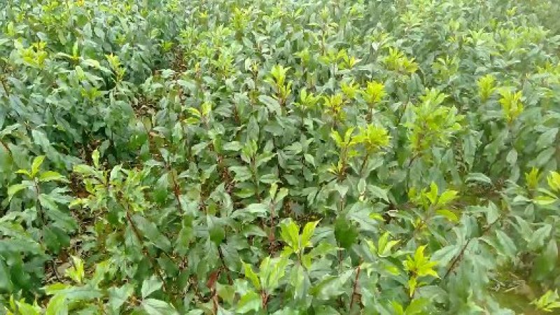 蜂糖李苗蜂糖李广西桂林蜂糖李苗包邮
