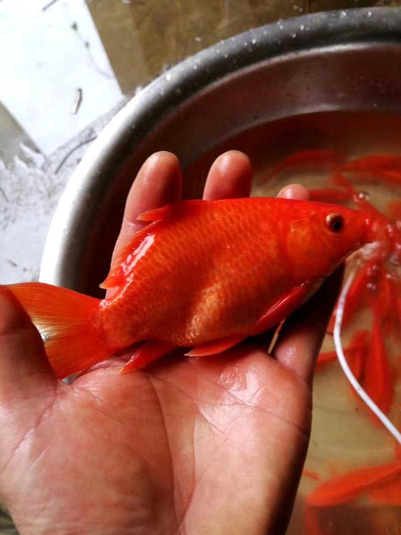 黄金红鲤鱼苗，快大好养，品种好，大量现货，规格均匀，活跃