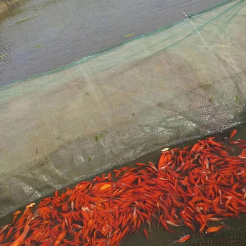黄金红鲤鱼苗，快大好养，品种好，大量现货，规格均匀，活跃