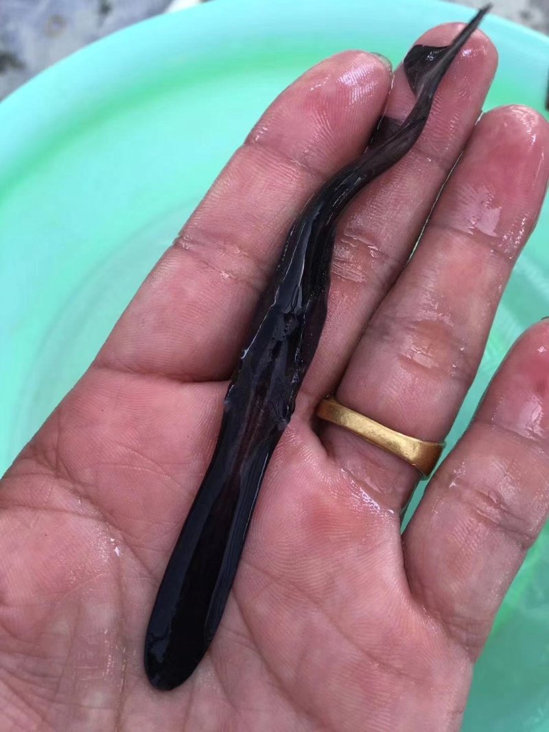 鸭鱼苗，品种好，快大好养，抗病毒，活跃生猛，规格齐全好养