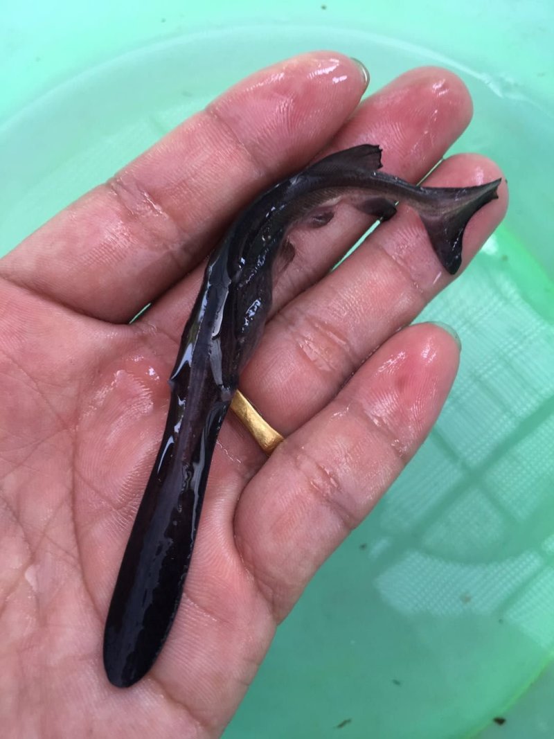 鸭鱼苗，品种好，快大好养，抗病毒，活跃生猛，规格齐全好养