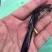 鸭鱼苗，品种好，快大好养，抗病毒，活跃生猛，规格齐全好养