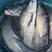 青鱼苗，（田螺鱼）黑鲩鱼，大量现货出售，活跃生猛，规格齐